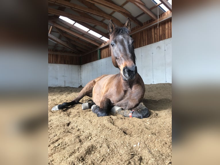 Hungarian Sport Horse Mix Gelding 15 years 16 hh Bay-Dark in Schlierbach