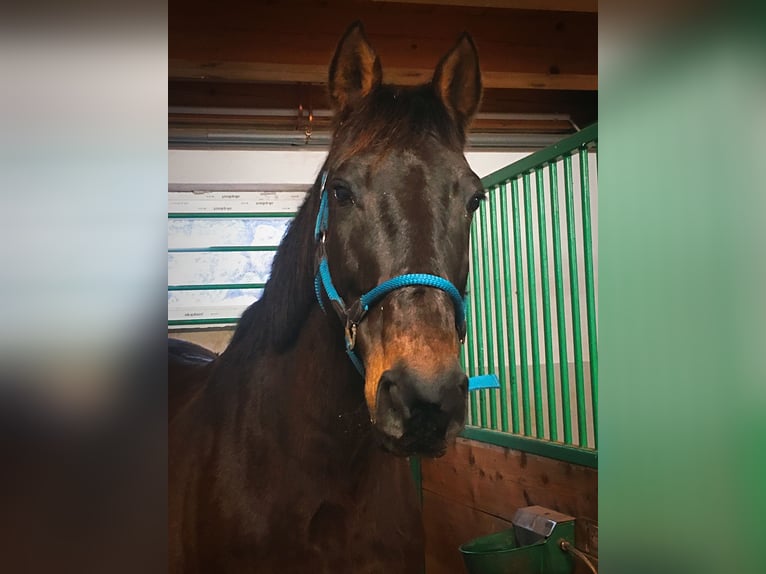 Hungarian Sport Horse Mix Gelding 15 years 16 hh Bay-Dark in Schlierbach