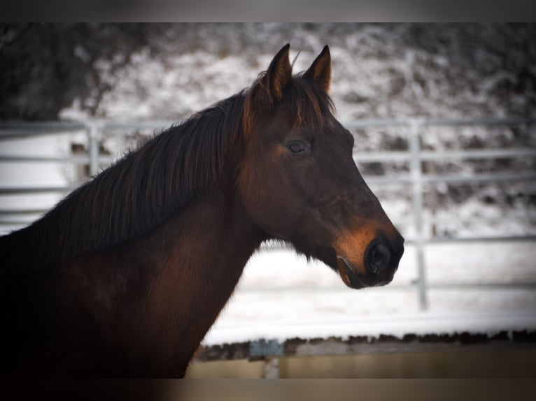 Hungarian Sport Horse Mix Gelding 15 years 16 hh Bay-Dark in Schlierbach