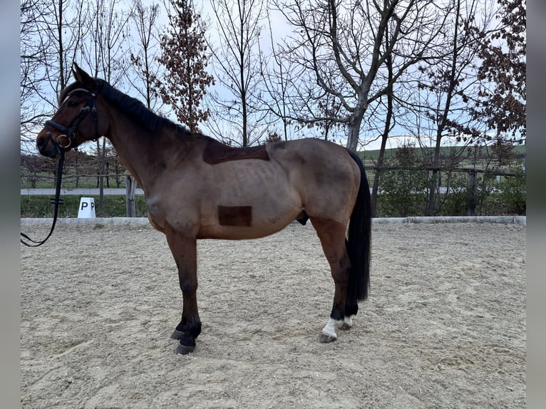 Hungarian Sport Horse Gelding 15 years 16 hh Brown in Unterpetersdorf