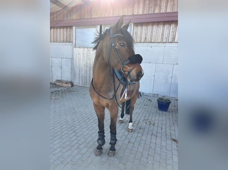Hungarian Sport Horse Gelding 15 years 16 hh Brown in Unterpetersdorf