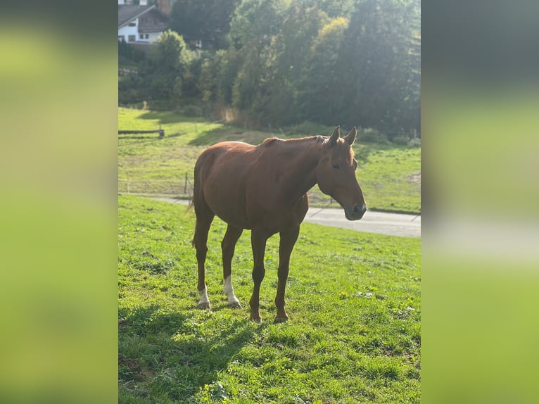 Hungarian Sport Horse Gelding 15 years 16 hh Chestnut-Red in Kitzbühel