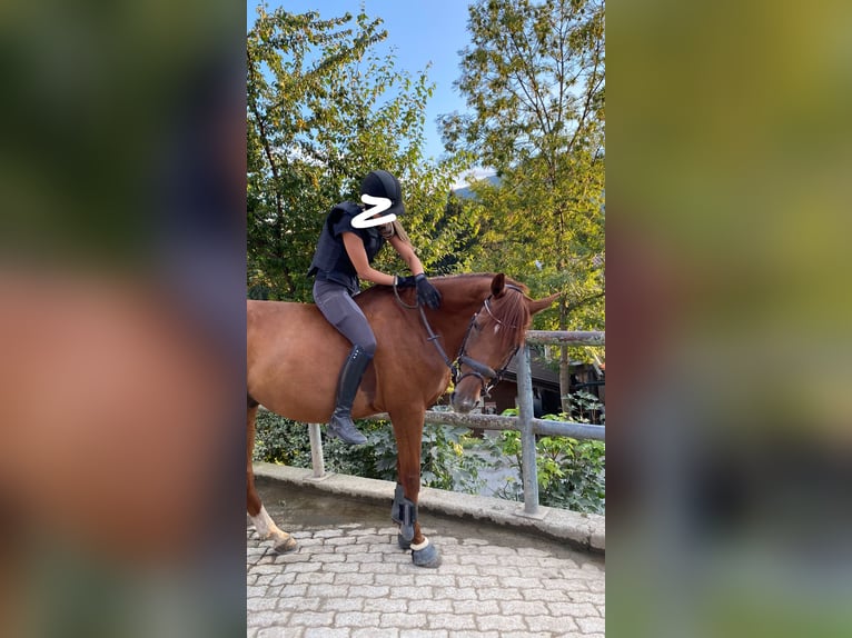 Hungarian Sport Horse Gelding 15 years 16 hh Chestnut-Red in Kitzbühel
