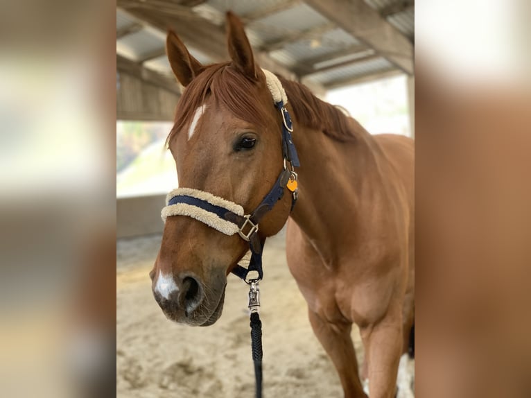 Hungarian Sport Horse Gelding 15 years 16 hh Chestnut-Red in Kitzbühel