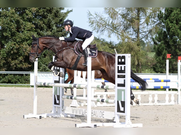 Hungarian Sport Horse Gelding 15 years 16,1 hh Bay-Dark in Sankt Johann