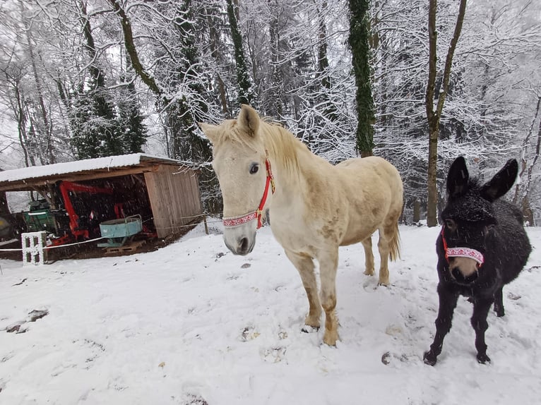 Hungarian Sport Horse Gelding 15 years Grey-Dapple in Edelschrott