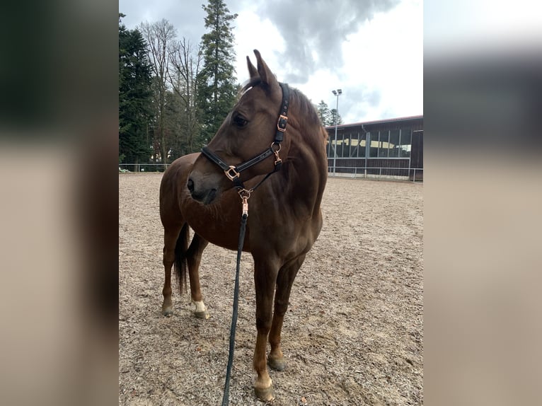 Hungarian Sport Horse Gelding 16 years 16,1 hh Brown in Bad Herrenalb