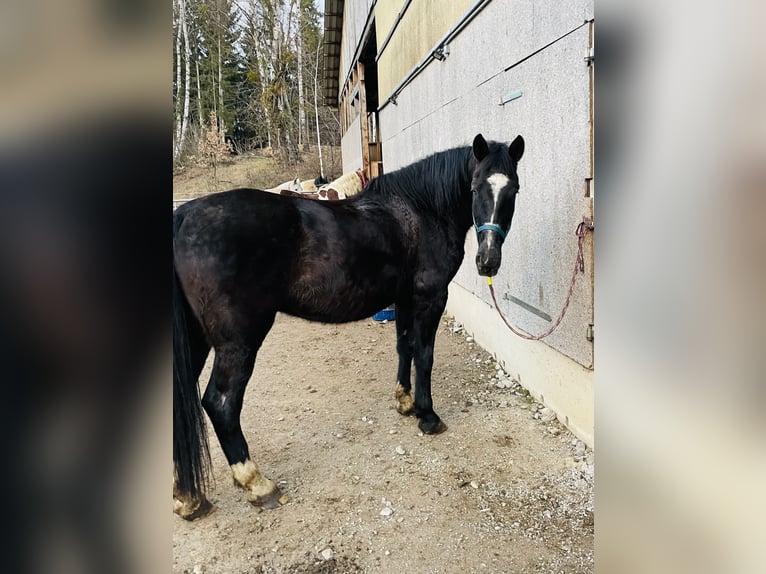 Hungarian Sport Horse Gelding 16 years 16,2 hh Black in Köflach