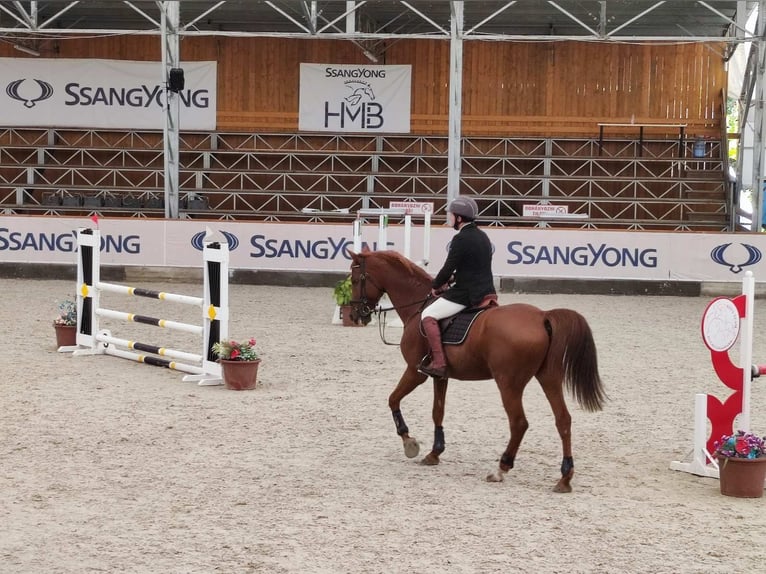 Hungarian Sport Horse Gelding 16 years 16,2 hh Chestnut-Red in Sárbogárd Kislók