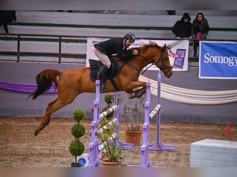 Hungarian Sport Horse Gelding 16 years 16,2 hh Chestnut-Red in Sárbogárd Kislók