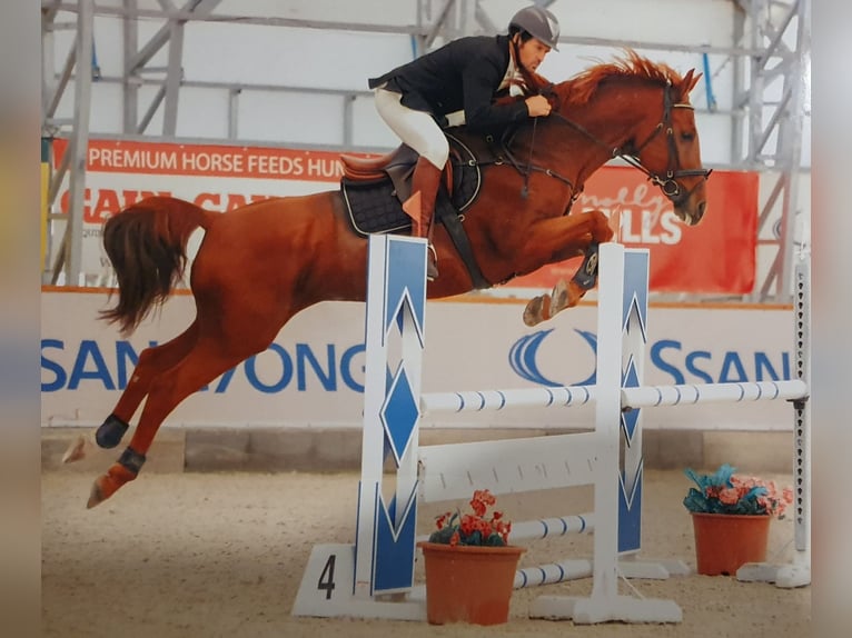 Hungarian Sport Horse Gelding 16 years 16,2 hh Chestnut-Red in Sárbogárd Kislók