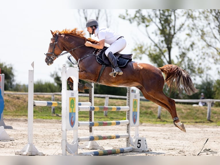 Hungarian Sport Horse Gelding 16 years 16,2 hh Chestnut-Red in Sárbogárd Kislók