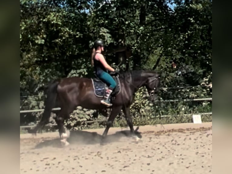 Hungarian Sport Horse Gelding 16 years 16,2 hh Black in K&#xF6;flach
