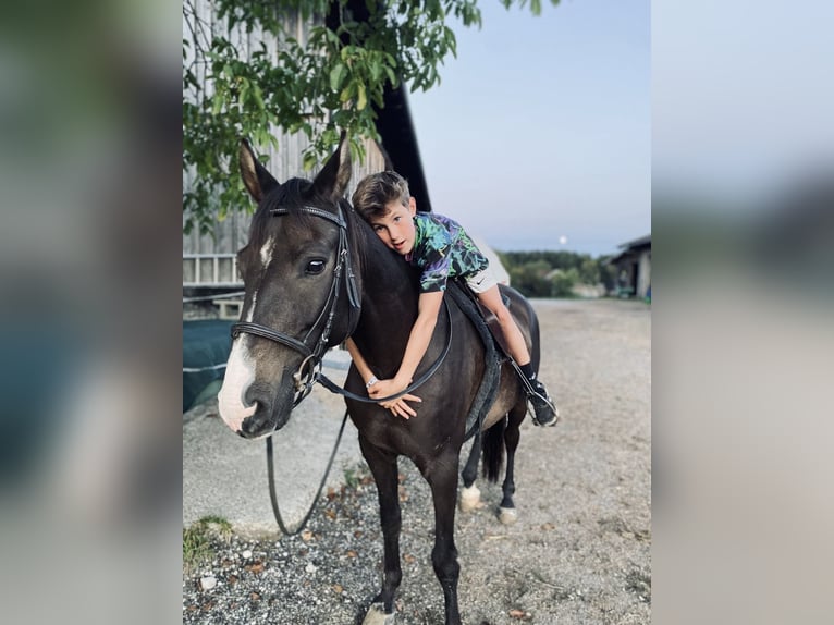 Hungarian Sport Horse Gelding 17 years 14,2 hh Brown in Rosenheim