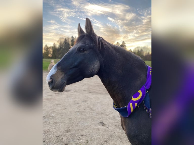 Hungarian Sport Horse Gelding 17 years 14,2 hh Brown in Rosenheim