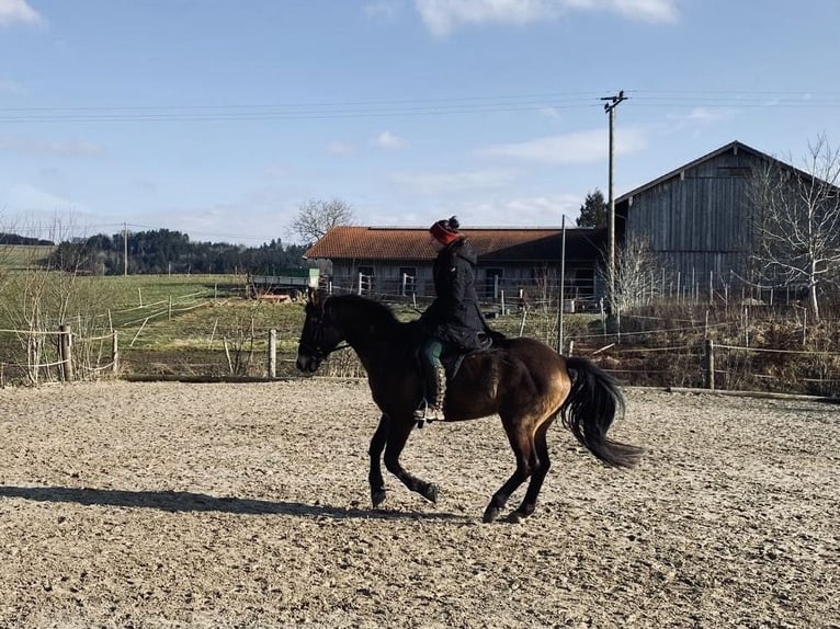 Hungarian Sport Horse Gelding 17 years 14,2 hh Brown in Rosenheim