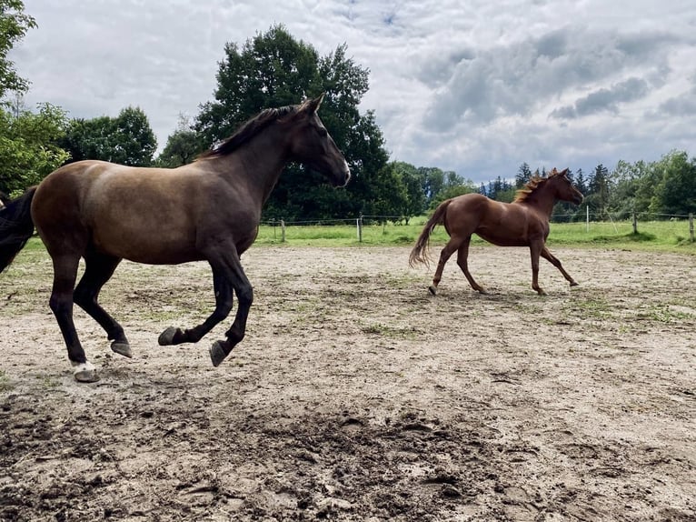 Hungarian Sport Horse Gelding 17 years 14,2 hh Brown in Rosenheim