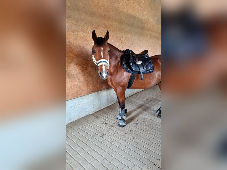 Hungarian Sport Horse Mix Gelding 18 years 14.3 hh Brown in Leutkirch im Allgäu