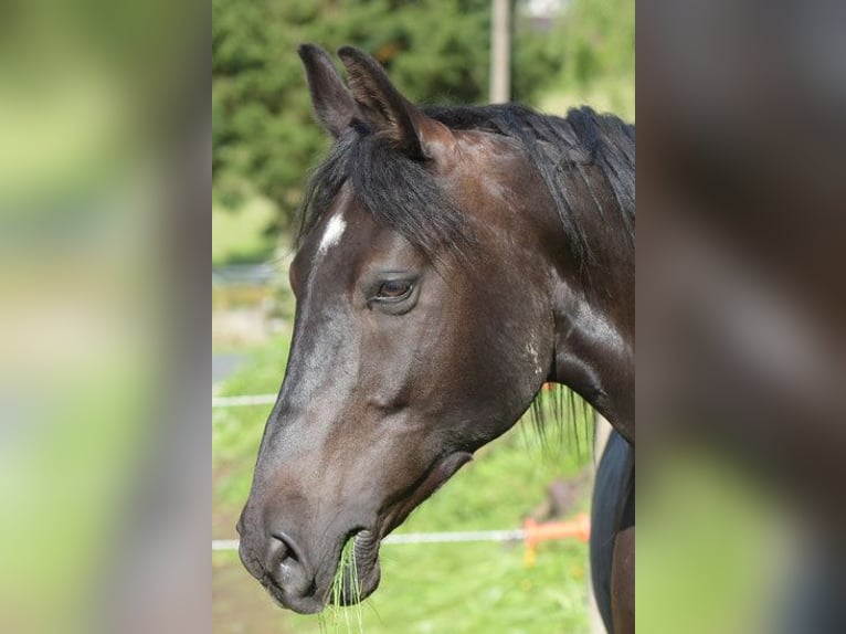 Hungarian Sport Horse Mix Gelding 18 years 15.1 hh Black in Groß-Umstadt