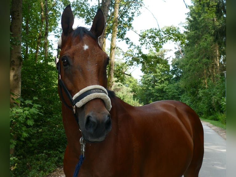 Hungarian Sport Horse Gelding 18 years 15.1 hh Brown in Wemding