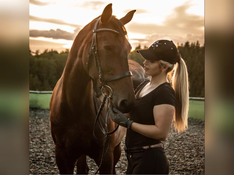 Hungarian Sport Horse Gelding 18 years 16 hh Brown in Emmingen-Liptingen