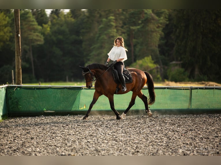 Hungarian Sport Horse Gelding 18 years 16 hh Brown in Emmingen-Liptingen