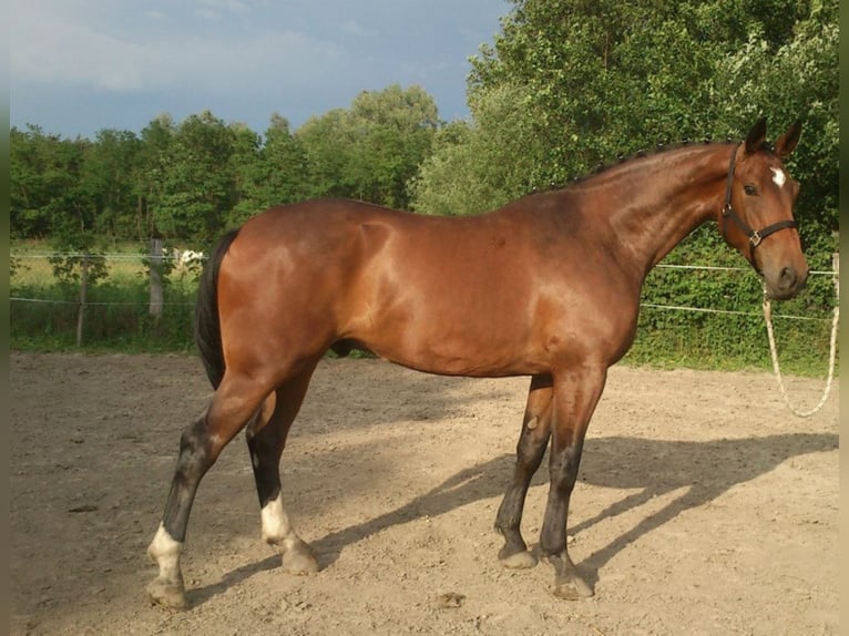 Hungarian Sport Horse Gelding 18 years 16,2 hh Bay-Dark in Marcali