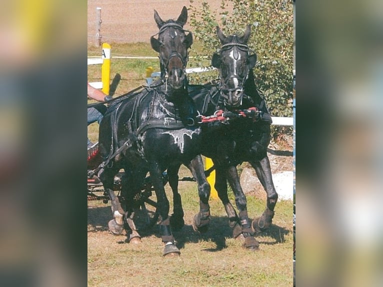 Hungarian Sport Horse Gelding 19 years 16 hh Black in Allhartsberg