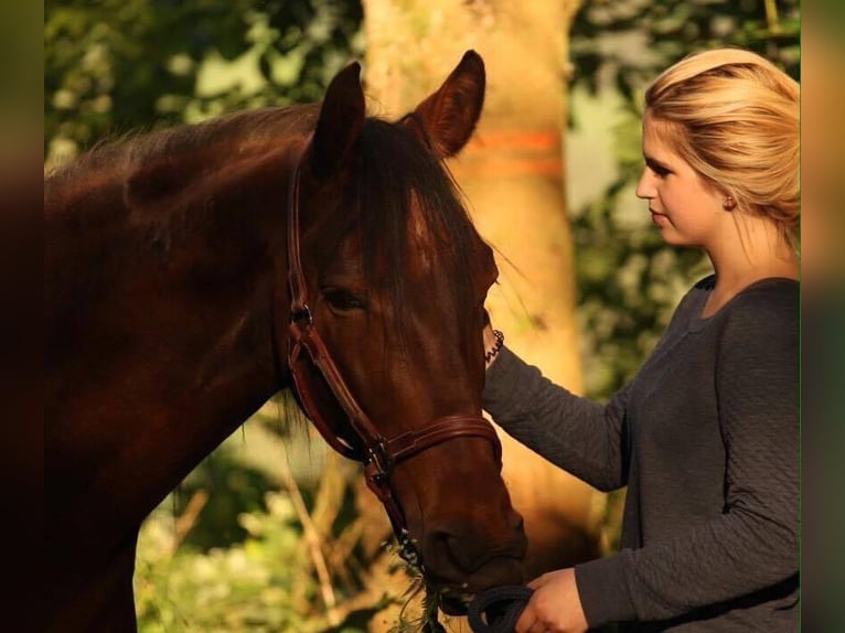 Hungarian Sport Horse Gelding 19 years 16 hh Brown in Emmingen-Liptingen