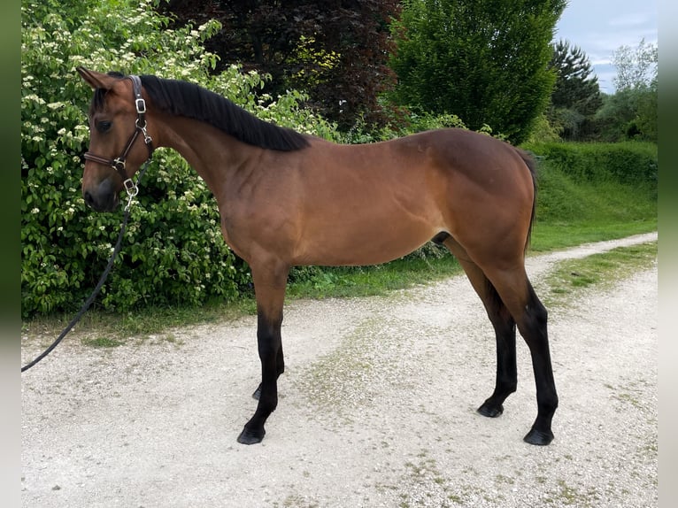 Hungarian Sport Horse Gelding 1 year 15 hh Bay in Csabdi