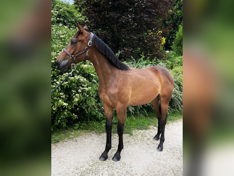 Hungarian Sport Horse Gelding 1 year 15 hh Bay in Csabdi