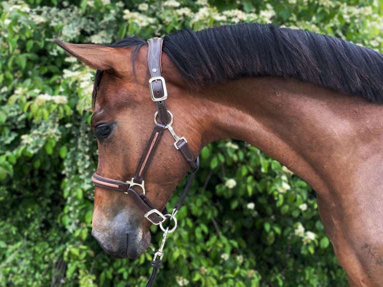 Hungarian Sport Horse Gelding 1 year 15 hh Bay in Csabdi