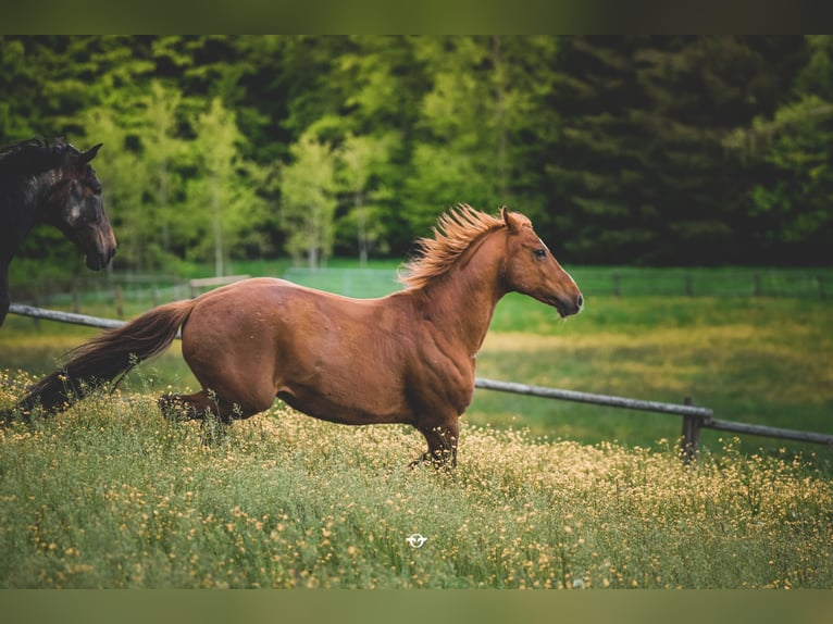 Hungarian Sport Horse Gelding 20 years 15,3 hh Chestnut-Red in Schorndorf