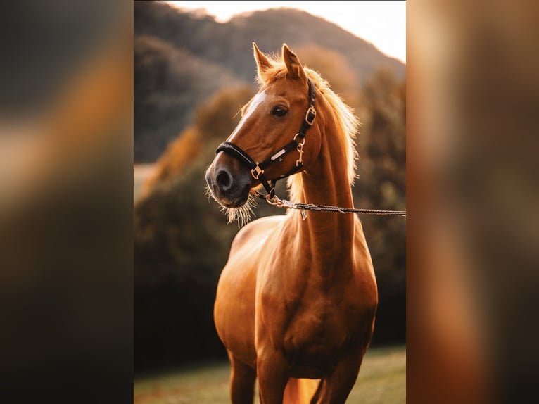 Hungarian Sport Horse Gelding 20 years 16 hh Chestnut-Red in Hainfeld