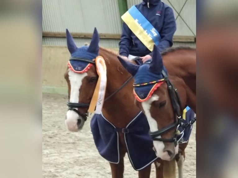 Hungarian Sport Horse Gelding 21 years 14,1 hh Chestnut-Red in Husum