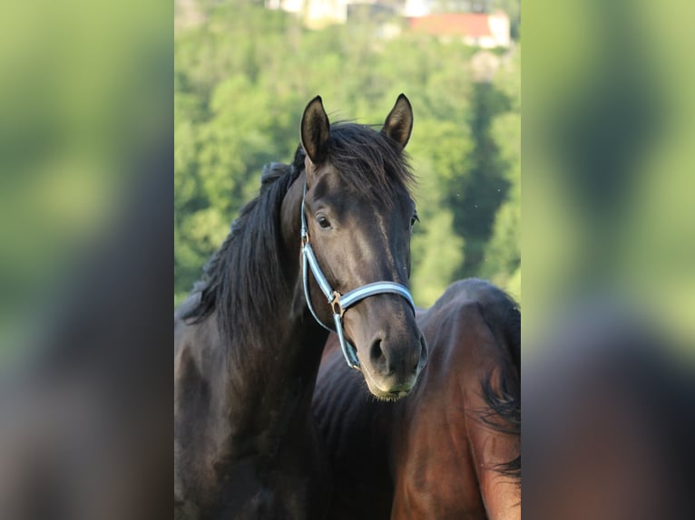 Hungarian Sport Horse Mix Gelding 2 years 15.2 hh Black in Drosendorf