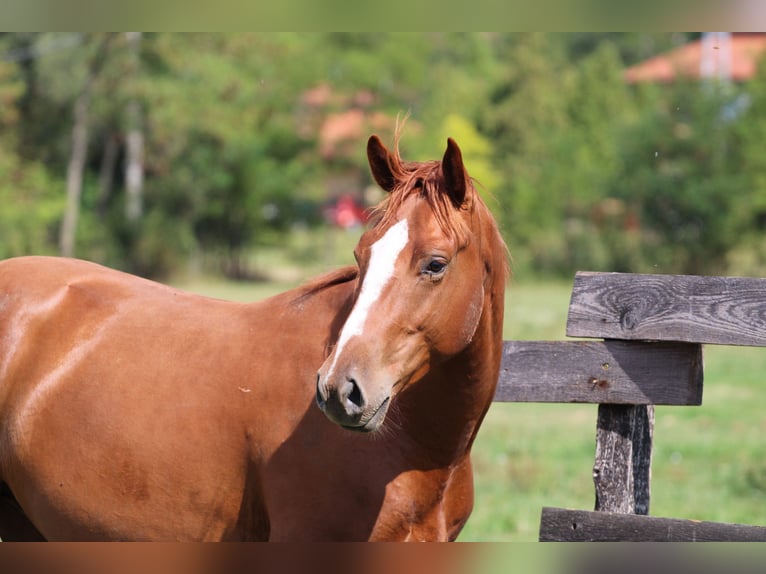 Hungarian Sport Horse Gelding 2 years 15,2 hh Chestnut in Écs