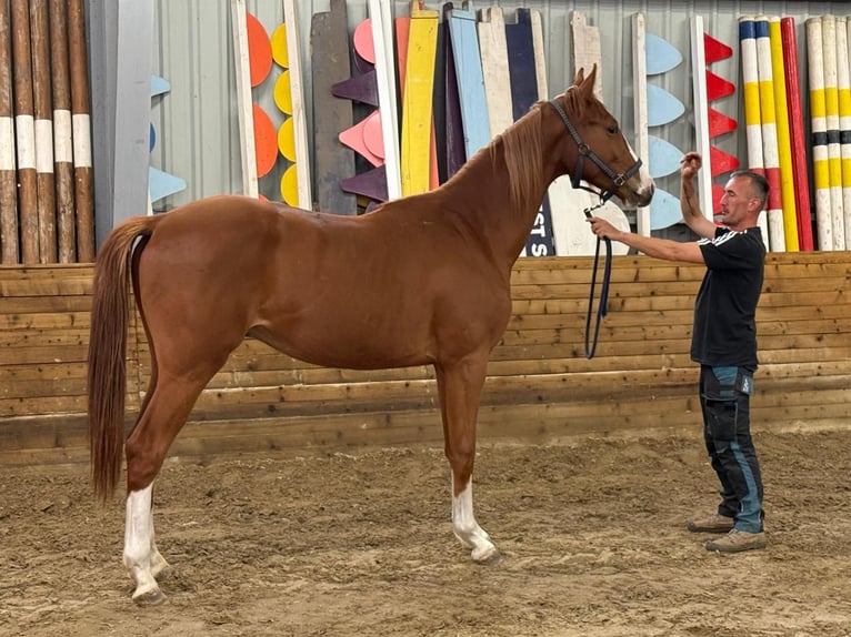 Hungarian Sport Horse Gelding 2 years 16 hh Sorrel in Domaszék Equest Sport Lovarda