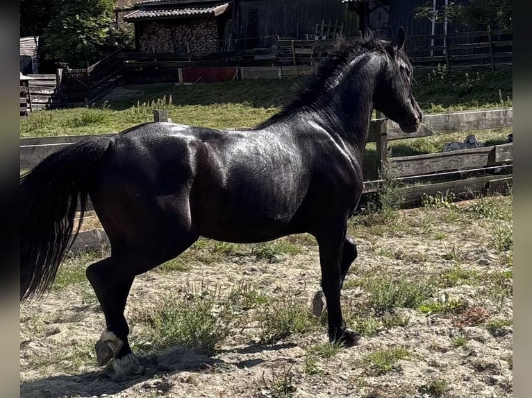 Hungarian Sport Horse Mix Gelding 3 years 14 hh Black in Oostvoorne