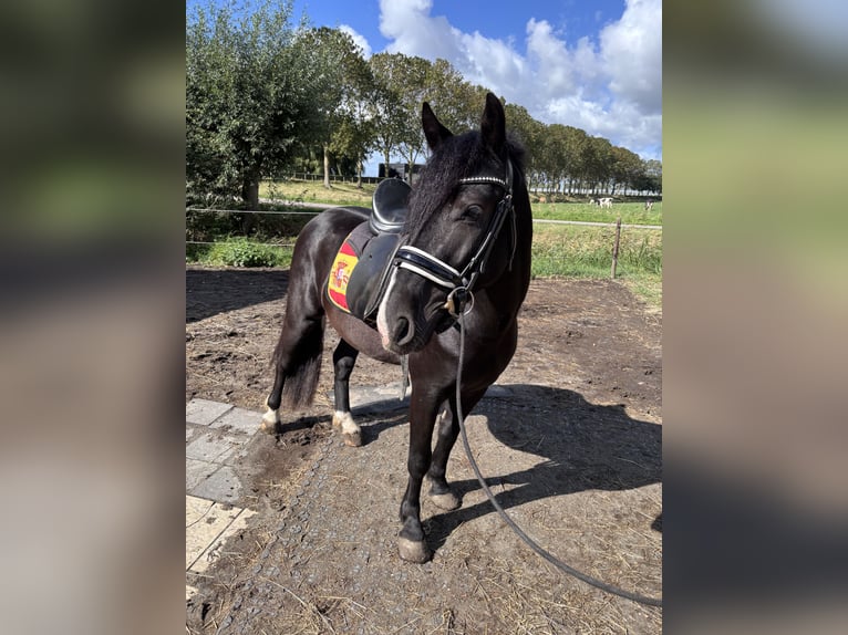 Hungarian Sport Horse Mix Gelding 3 years 14 hh Black in Oostvoorne