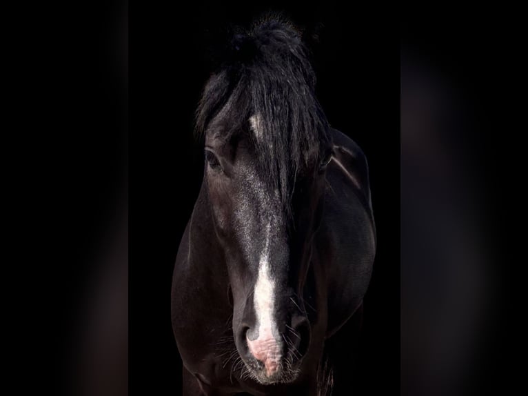 Hungarian Sport Horse Mix Gelding 3 years 14 hh Black in Oostvoorne