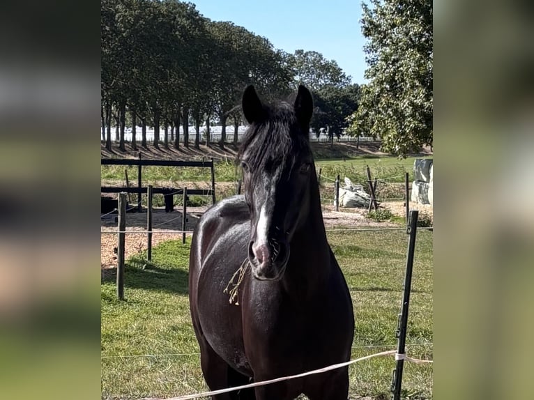 Hungarian Sport Horse Mix Gelding 3 years 14 hh Black in Oostvoorne