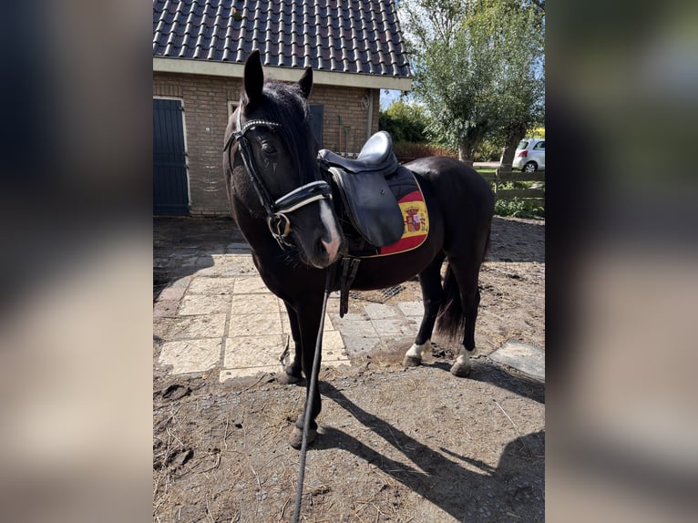 Hungarian Sport Horse Mix Gelding 3 years 14 hh Black in Oostvoorne