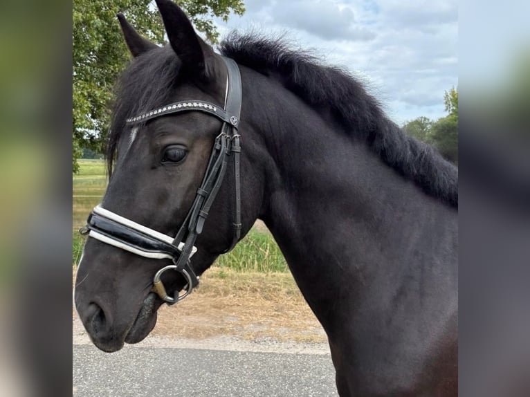 Hungarian Sport Horse Mix Gelding 3 years 14 hh Black in Oostvoorne