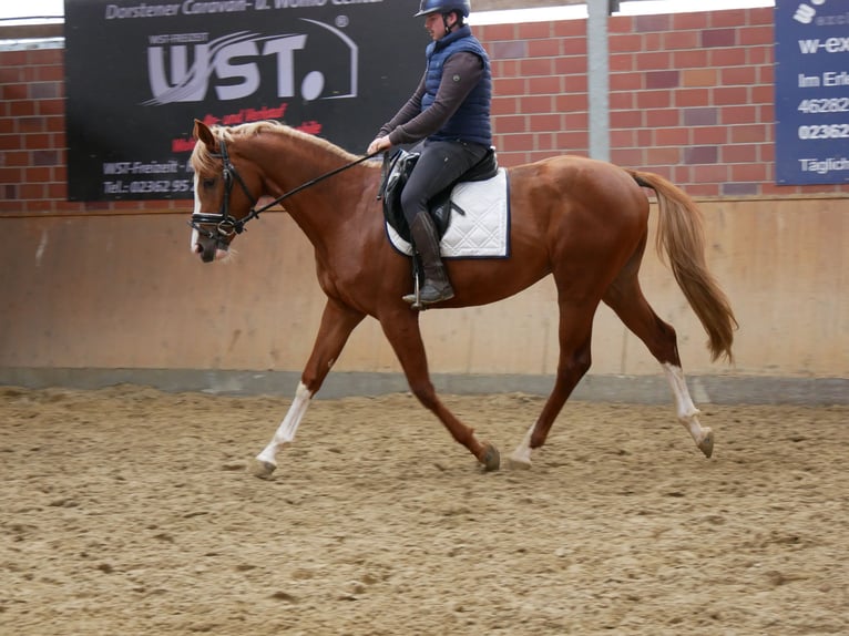 Hungarian Sport Horse Gelding 3 years 15,1 hh Chestnut-Red in Dorsten