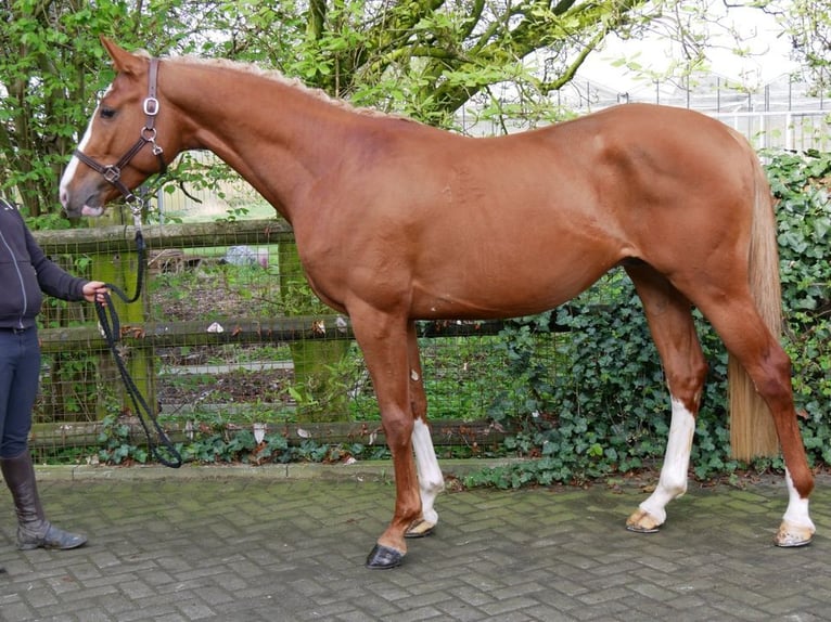 Hungarian Sport Horse Gelding 3 years 15,1 hh Chestnut-Red in Dorsten