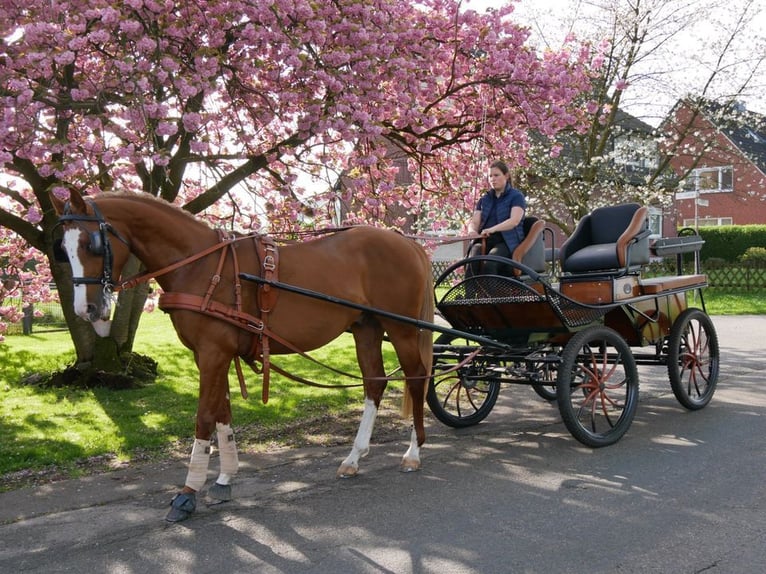 Hungarian Sport Horse Gelding 3 years 15,1 hh Chestnut-Red in Dorsten