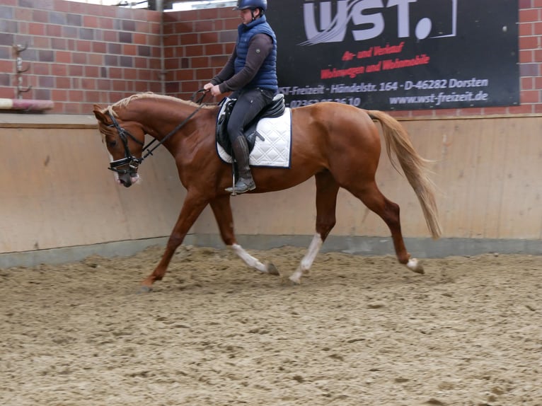 Hungarian Sport Horse Gelding 3 years 15,1 hh Chestnut-Red in Dorsten