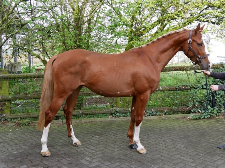 Hungarian Sport Horse Gelding 3 years 15,1 hh Chestnut-Red in Dorsten