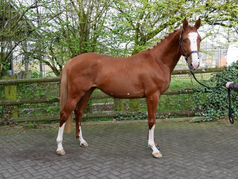 Hungarian Sport Horse Gelding 3 years 15,1 hh Chestnut-Red in Dorsten